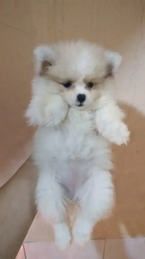 PUPPY MINI POM / BETINA 2