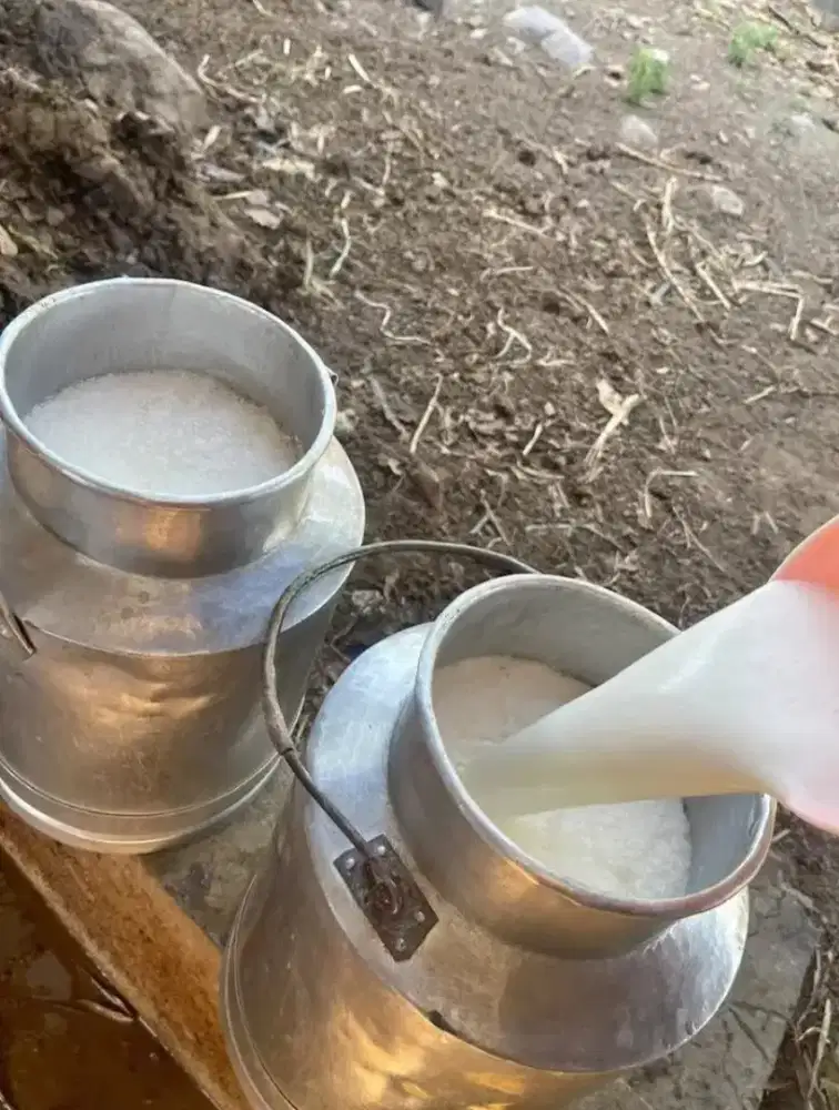 Susu sapi murni asli