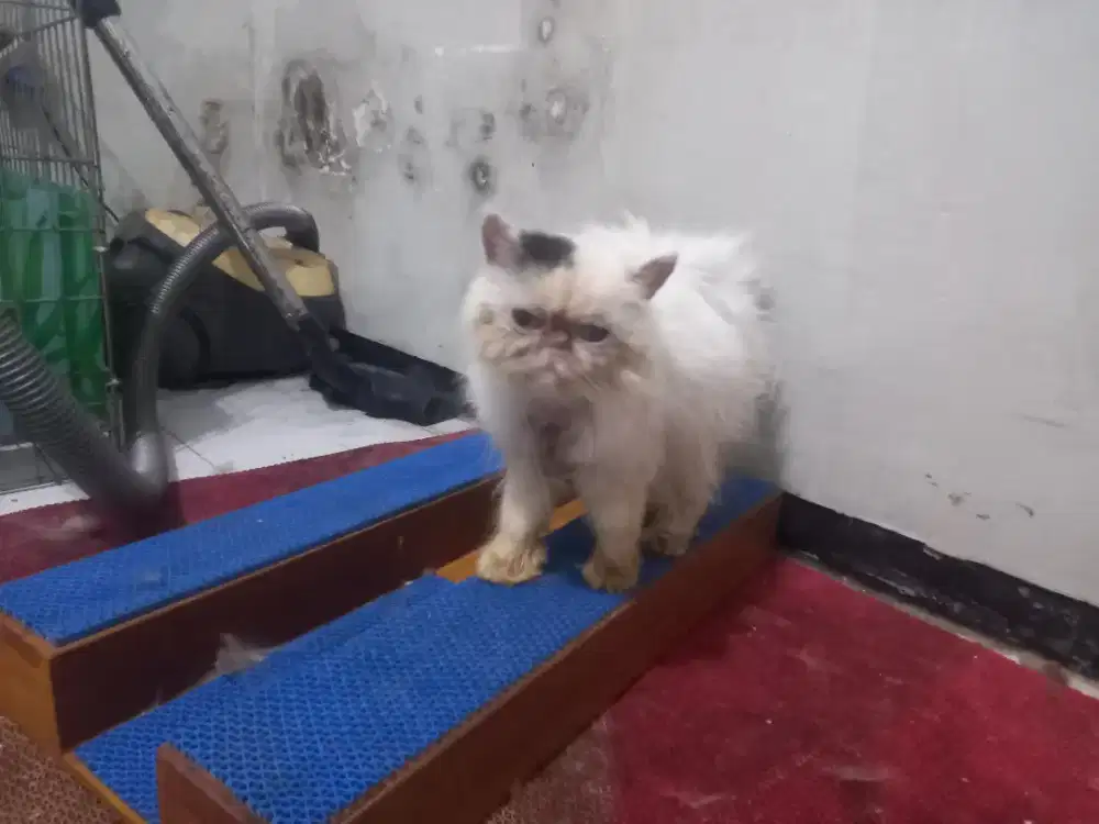 Kucing persia peaknose ped ica