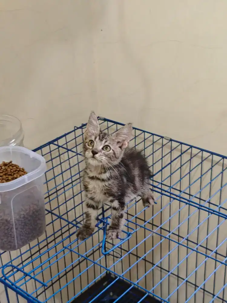 Betina mainecoon 4bln