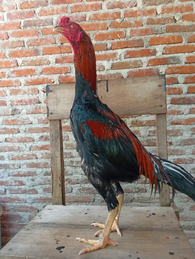 Ayam bangkok jantan