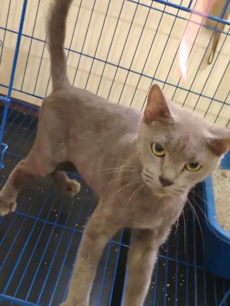 Betina indukan rusian blue