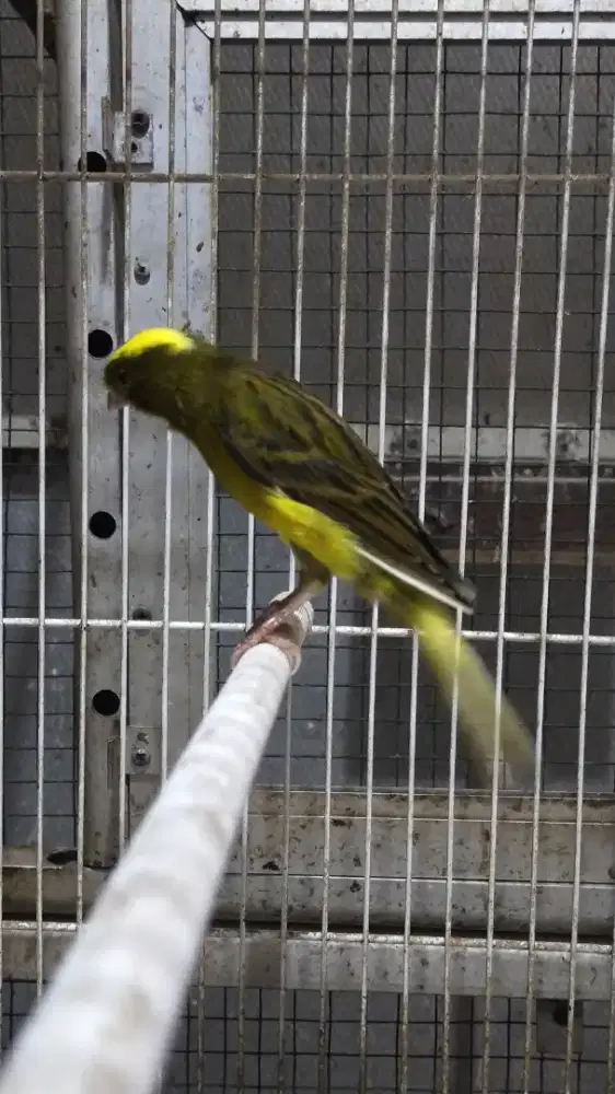 Burung kenari F2sf betina siapan