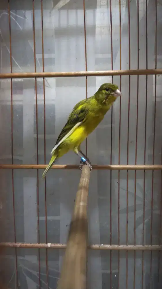 Burung kenari sfbbsf*AFsf jantan gacor