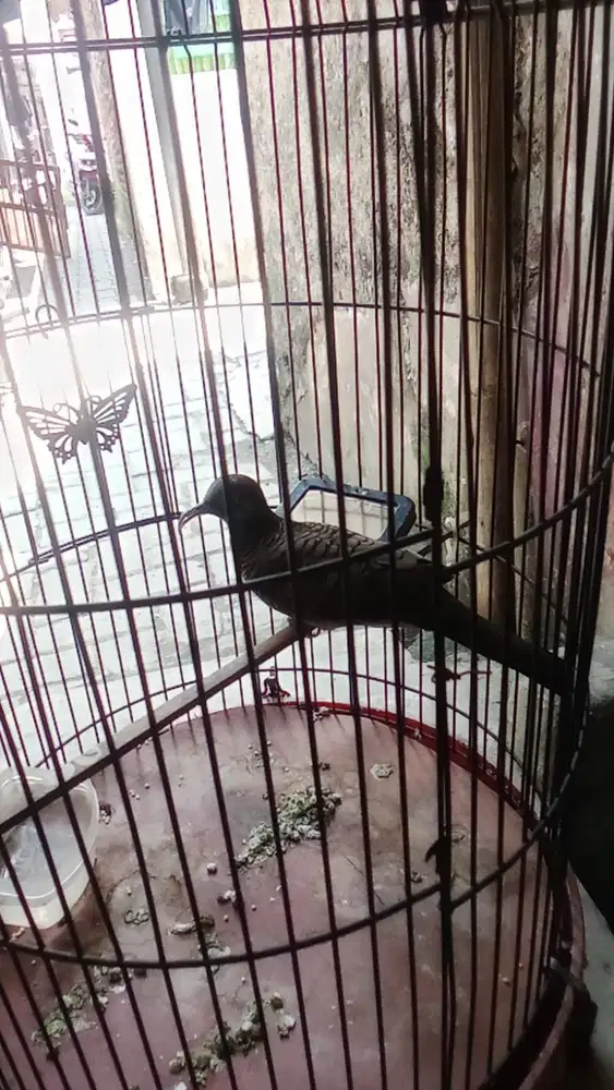 Perkutut Rajin Bunyi