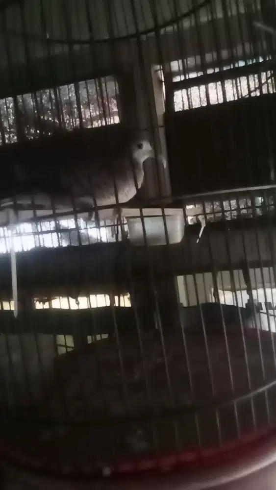 Perkutut Gacor Rawatan