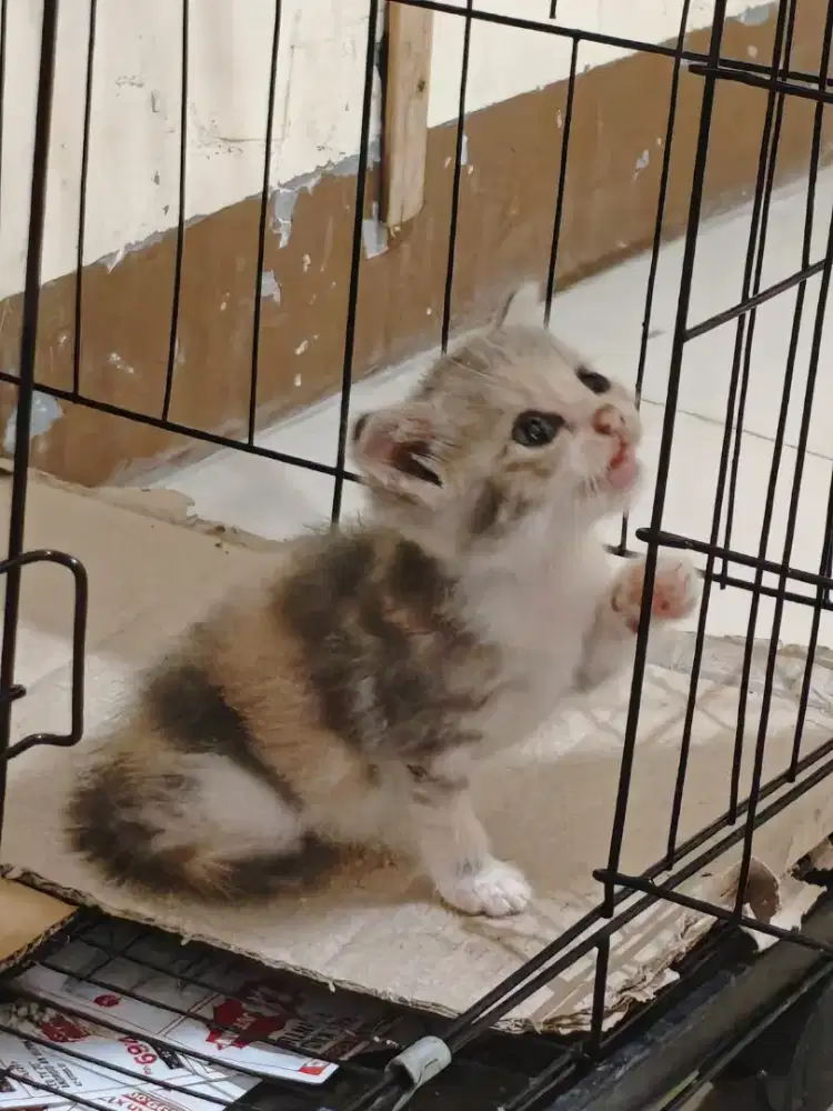 Scottish fold calico dilute X british