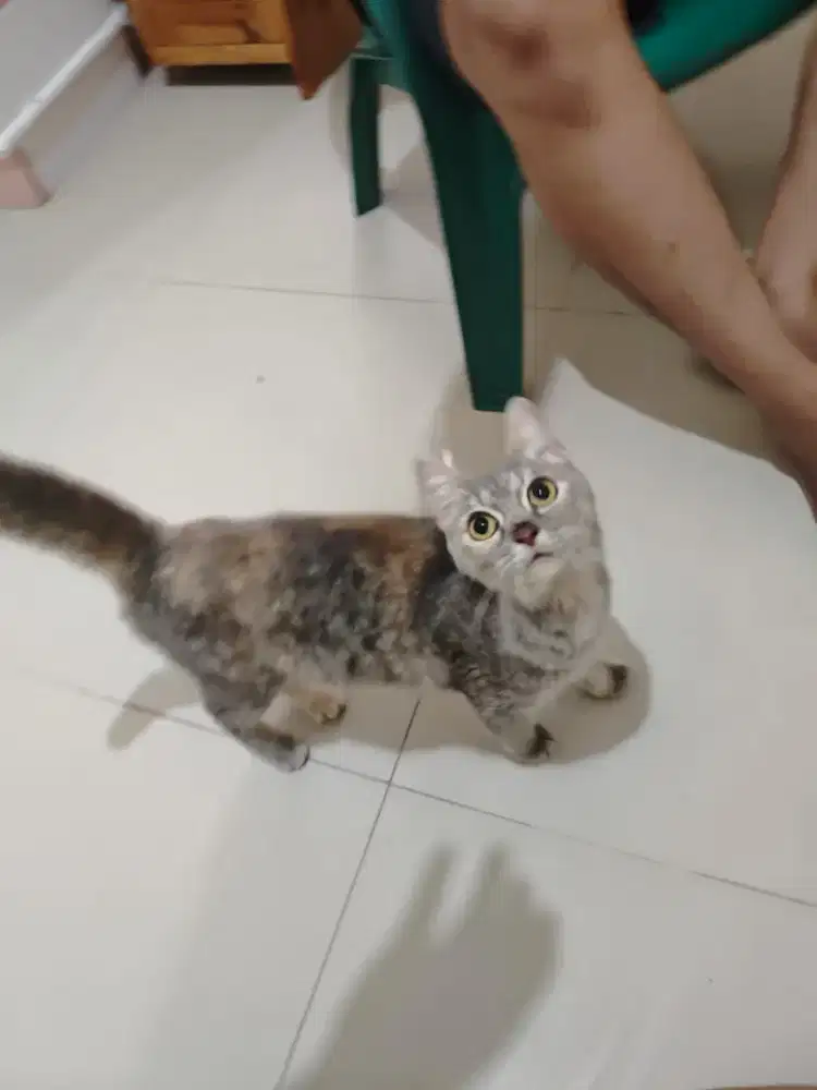 Scottish stright x british