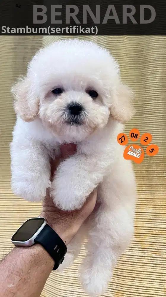 Dijual Anjing Toy dan Tini Poodle