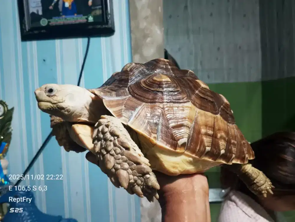 Kura-kura sulcata size 27cm