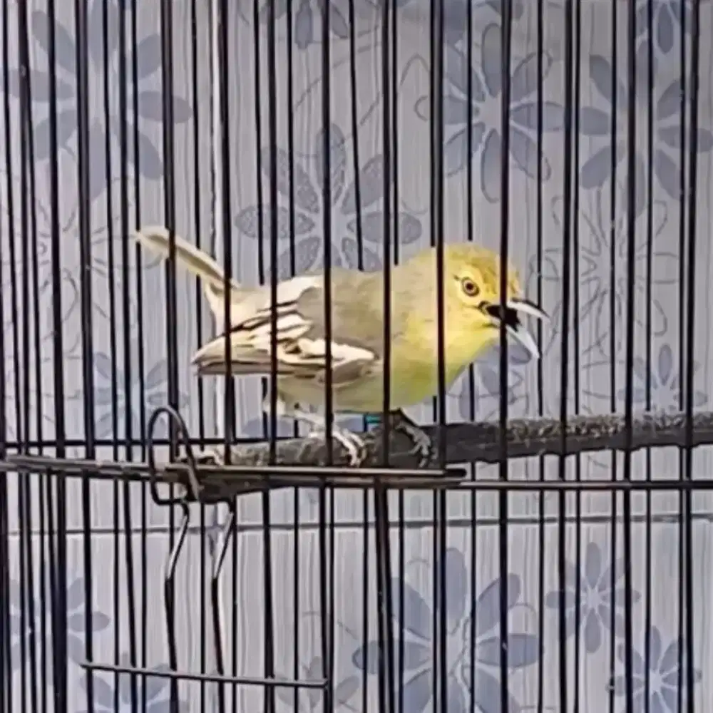 Burung sirpu gacor dor 24 jam