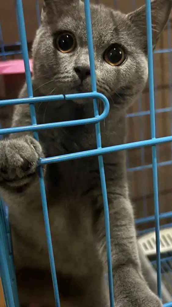 BSH British Short Hair Female 6 bulan