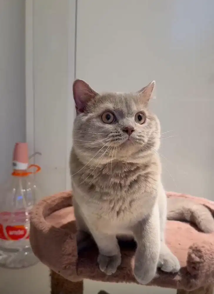 Kucing BSH (british shorthair)