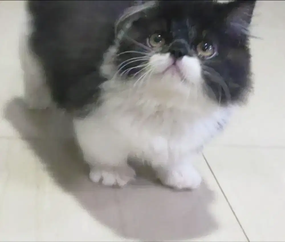 Kucing Persia peaknose cebol