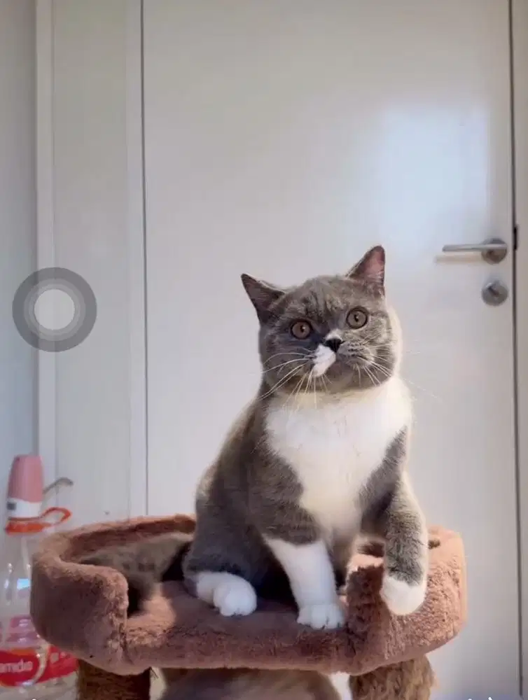 Kucing BSH (british shorthair)