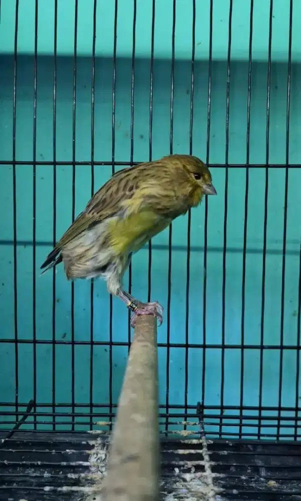 Kenari F1ys body big Jantan Riwikan