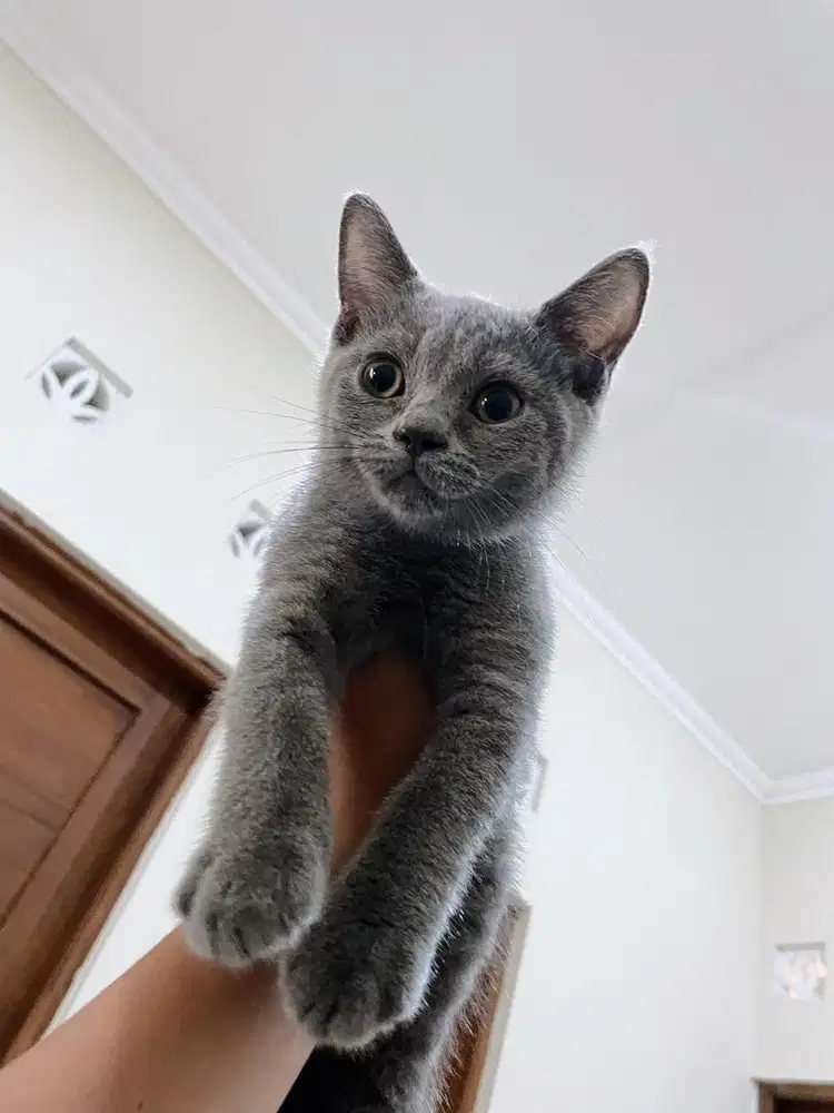 KITTEN BRITISH SHORTHAIR