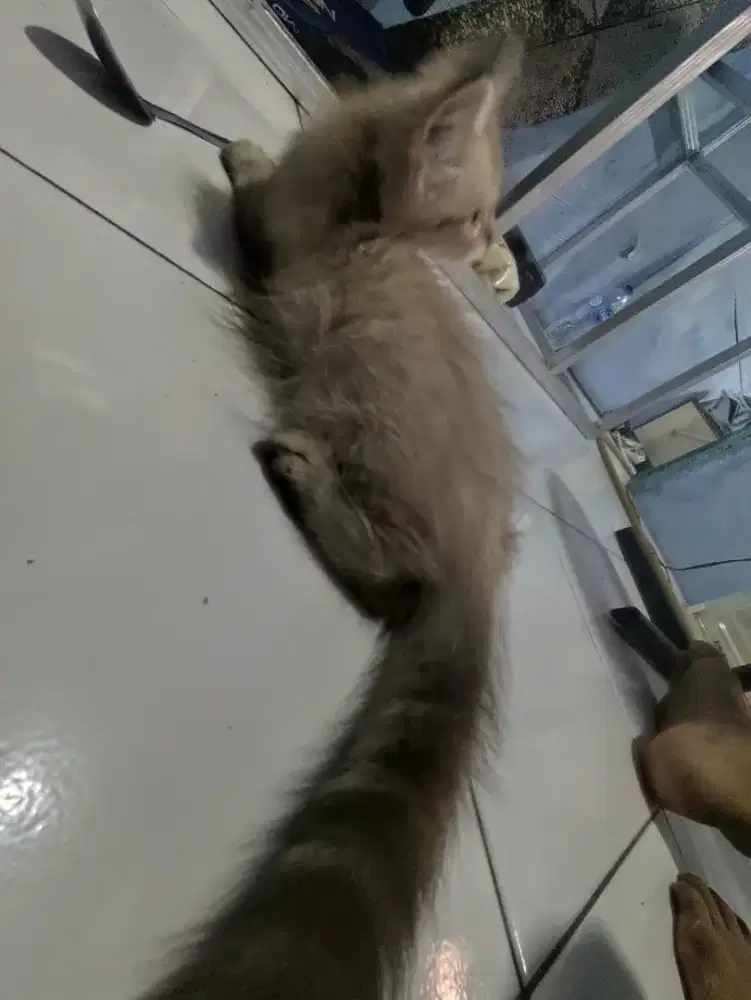 Persia medium bulu kapas, ganti pakan aja