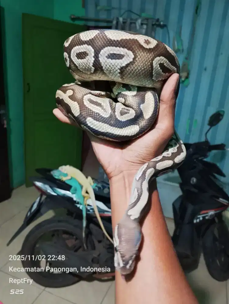 BP mojave jinak cakep cerah