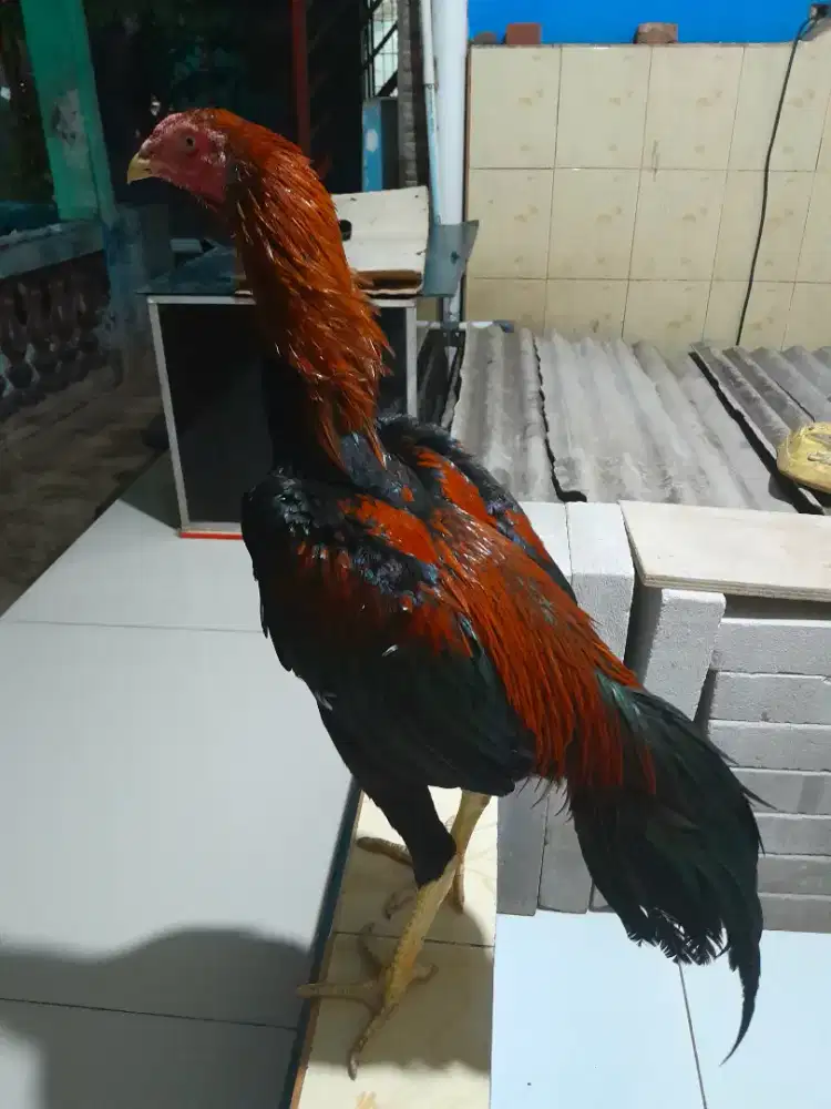 Ayam Bangkok Muda Super