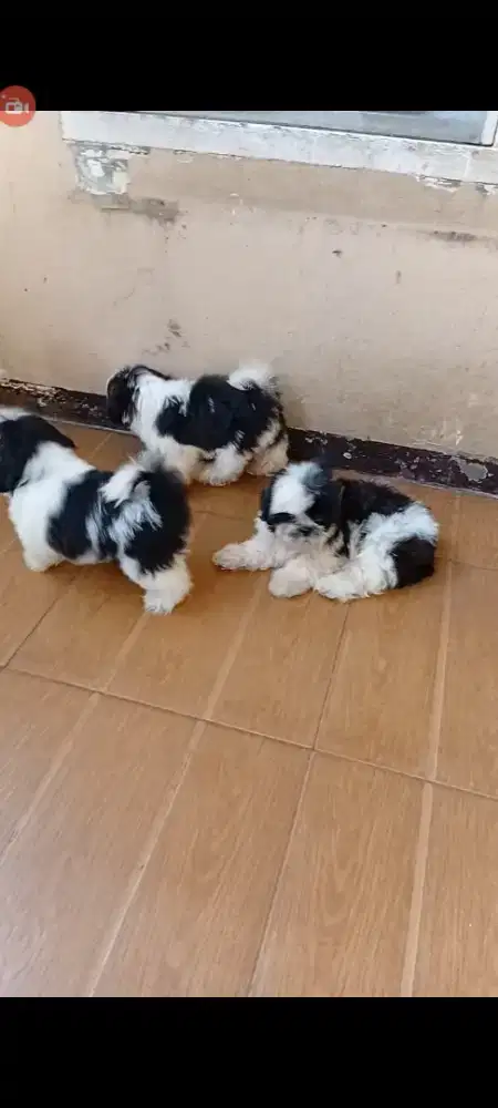 Shitzu 2,5 bln..jantan dan betina
