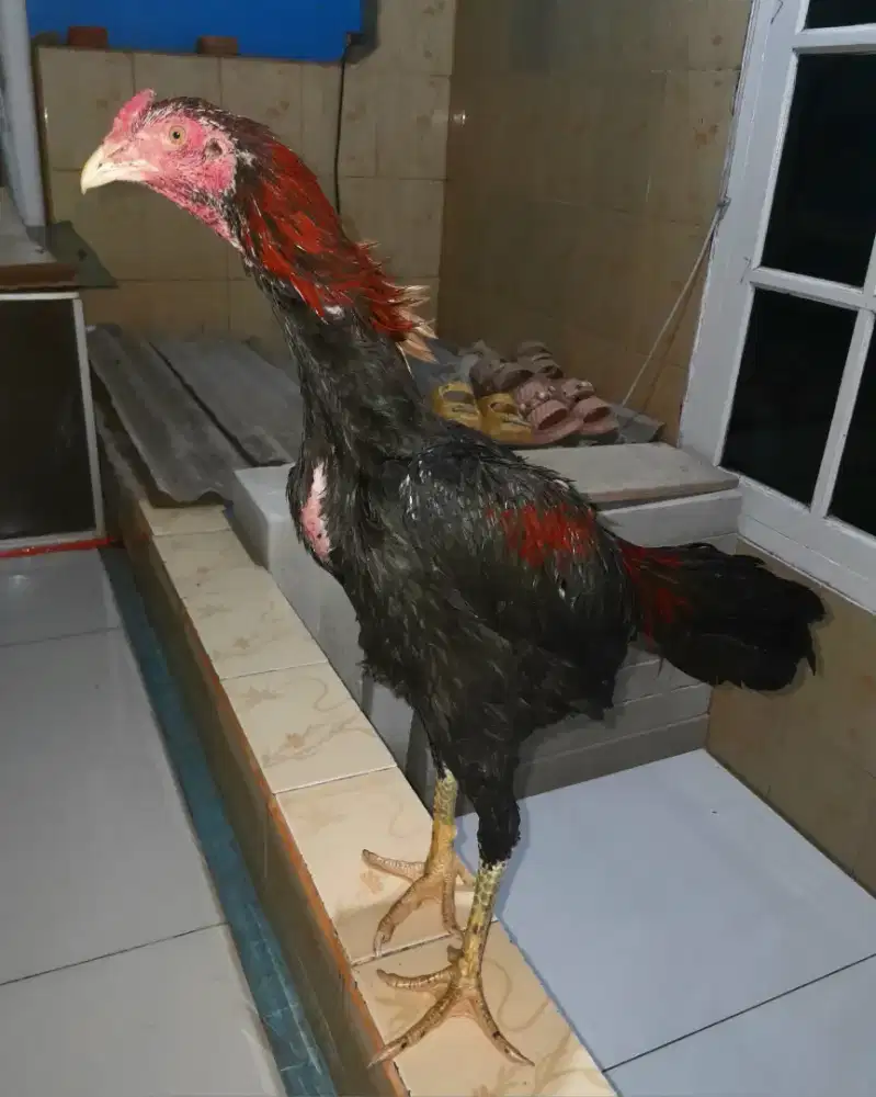 Ayam Bangkok Muda Super