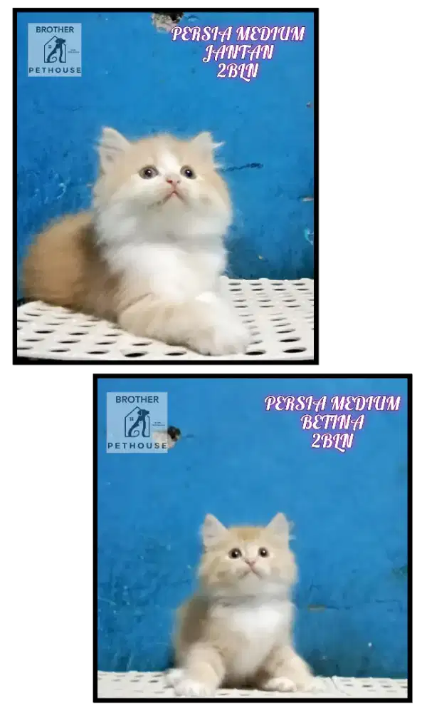 PERSIA MEDIUM SEPASANG