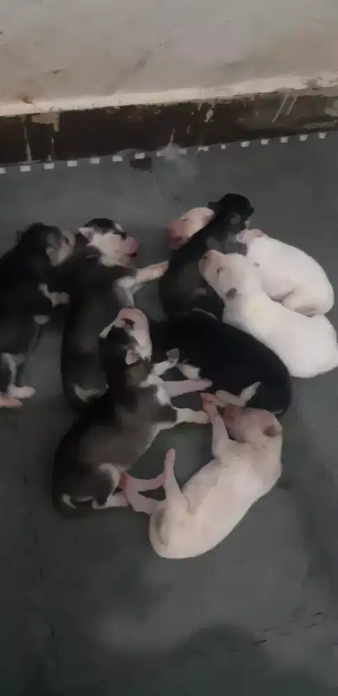 anak anjing siberian husky siberian husky puppies siberian husky