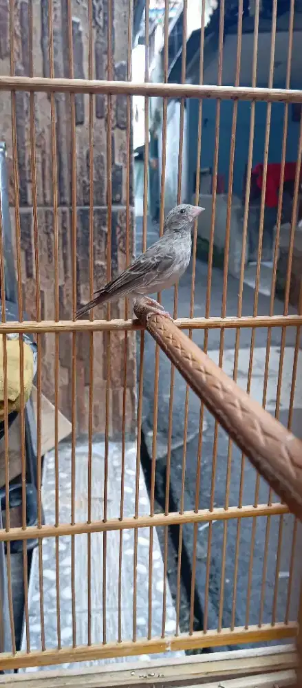 Burung sanger jantan paud lagi nyusun lagu
