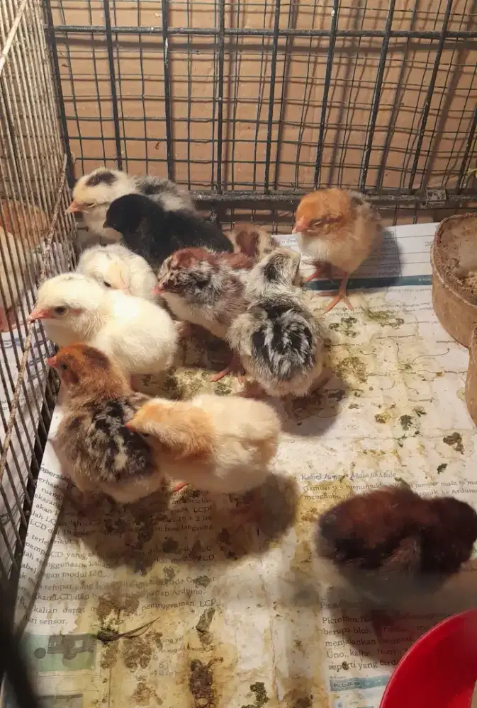 Ayam kampung petelur unggul elba