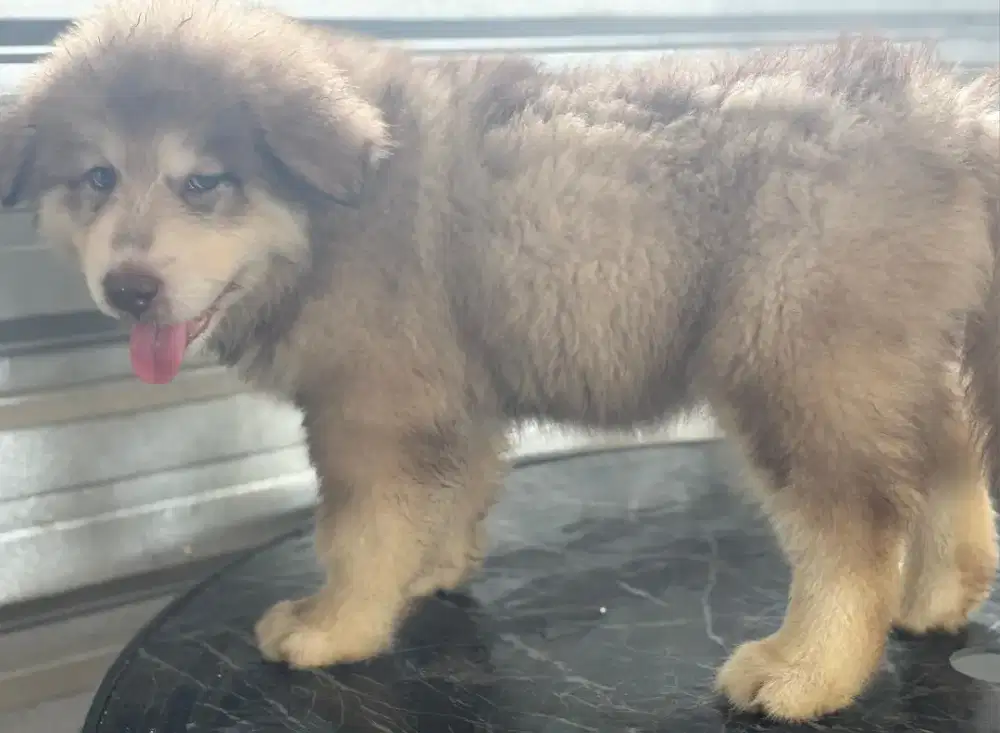 Alaskan malamute jumbo jantan