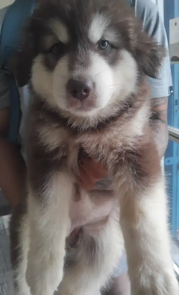 Alaskan malamute betina 2 bln red