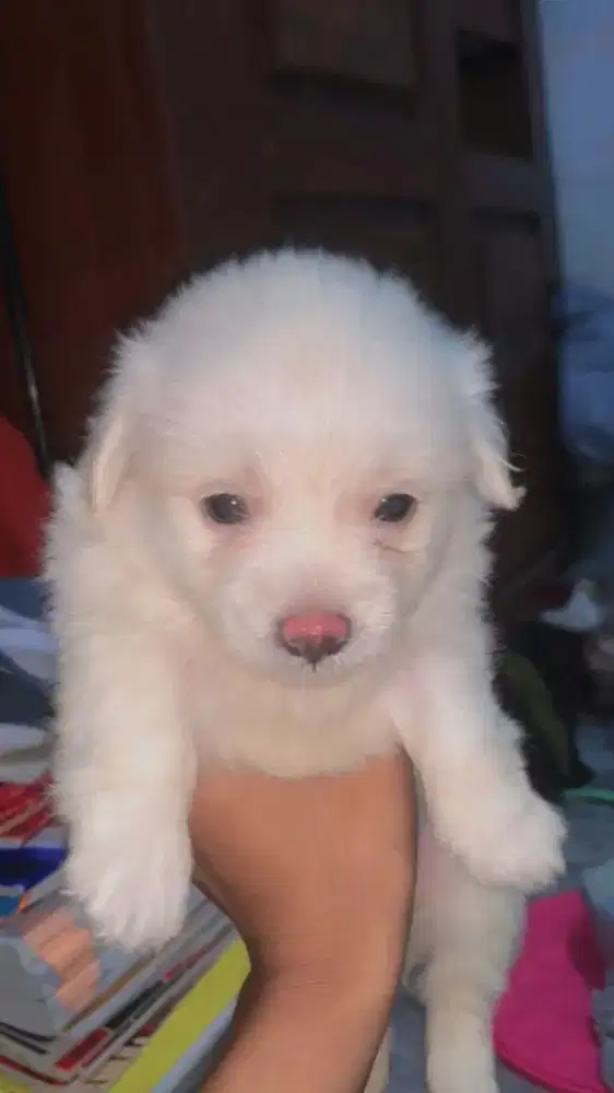 Maltese betina 1bulan