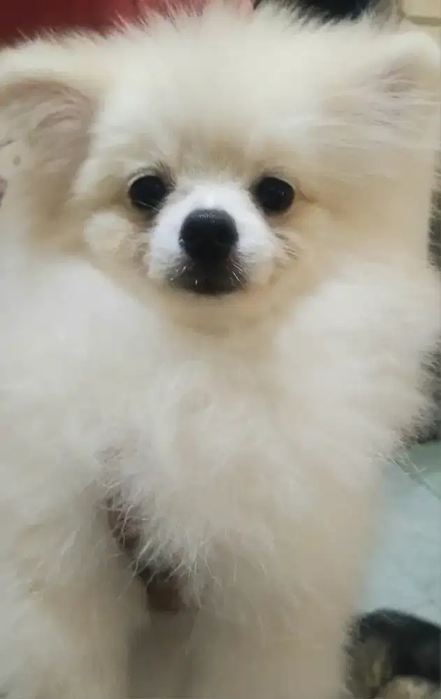 Pomeranian mini jantan 3 bln
