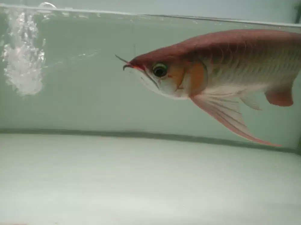 Arwana SR size -+43cm sertifikat chip