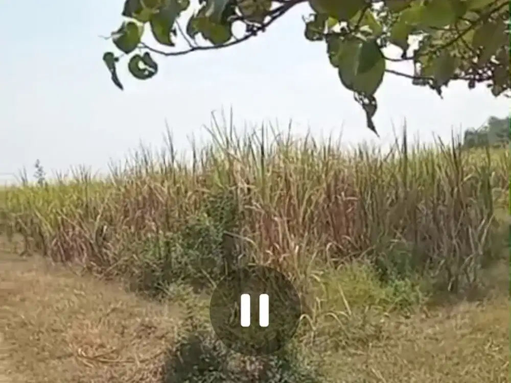 Dijual tanah murah zona kuning Kesamben, Jombang