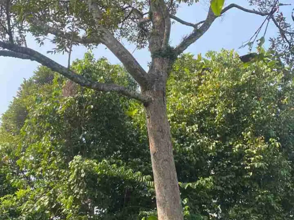 Dijual Tanah Cocok Untuk Villa, Pondok Pesantren dan Perkebunan