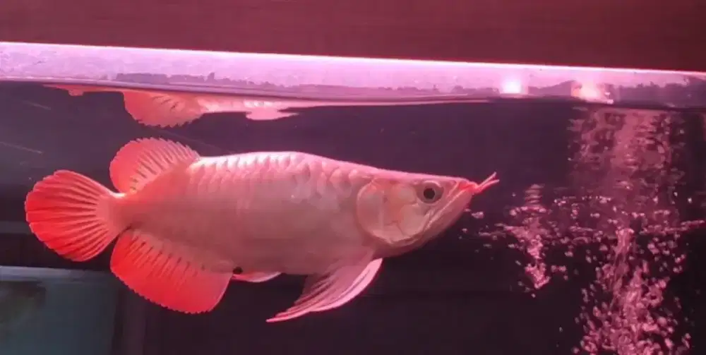 Arwana Super Red SSB 30CM