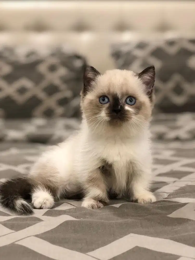 Munchkin Bsh Ragdoll Betina