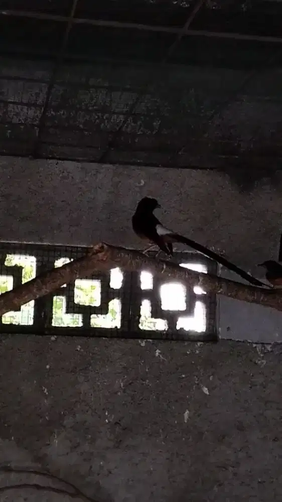 Murai Batu Ekor Daun Lebar 21 cm