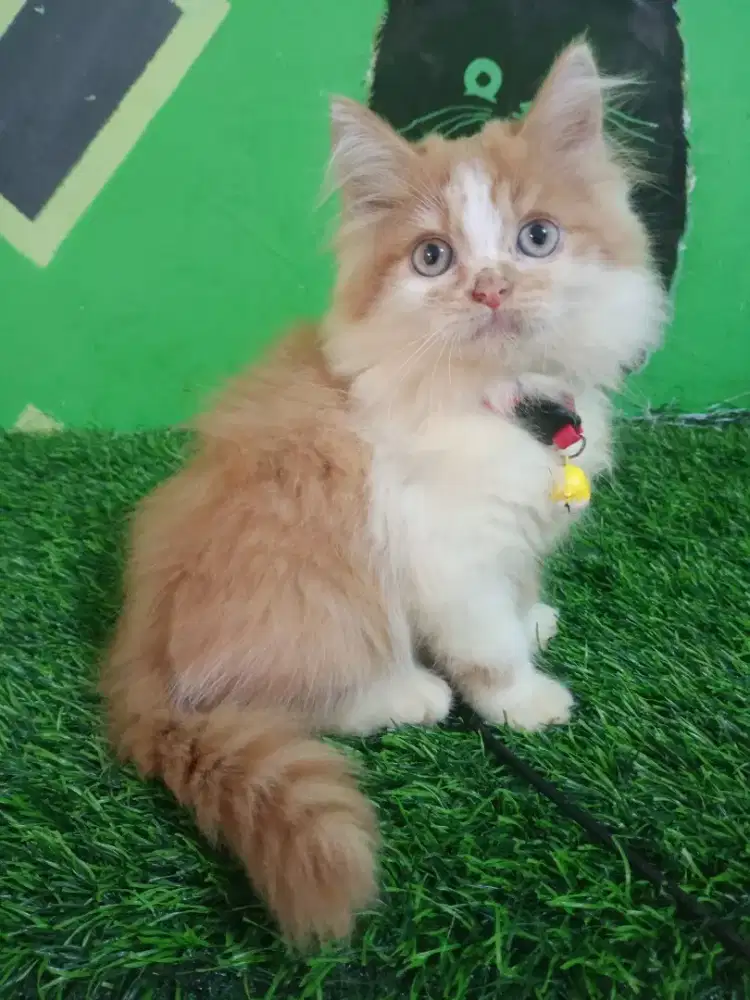 Kitten jantan bicolor