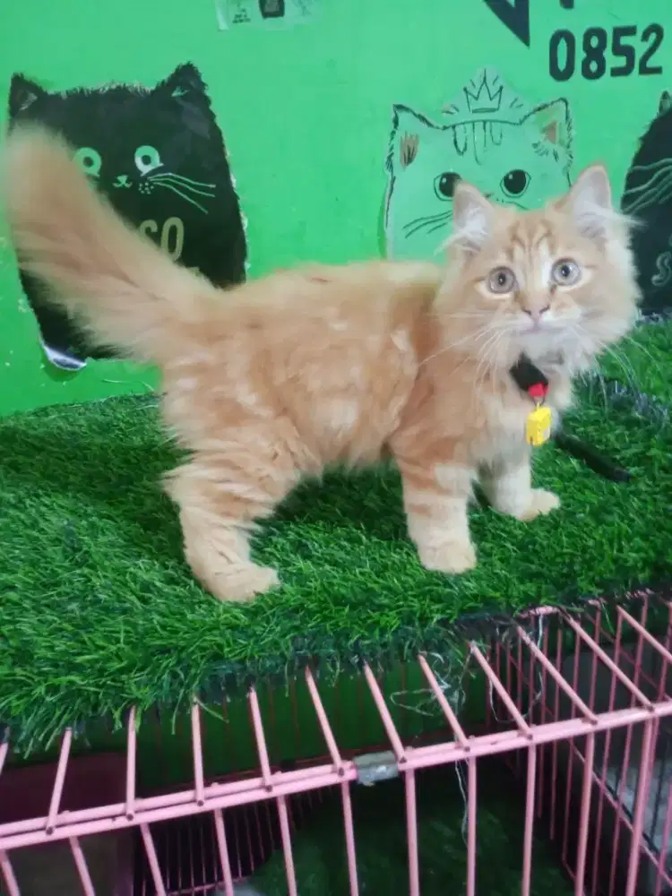 Kitten jantan garfild