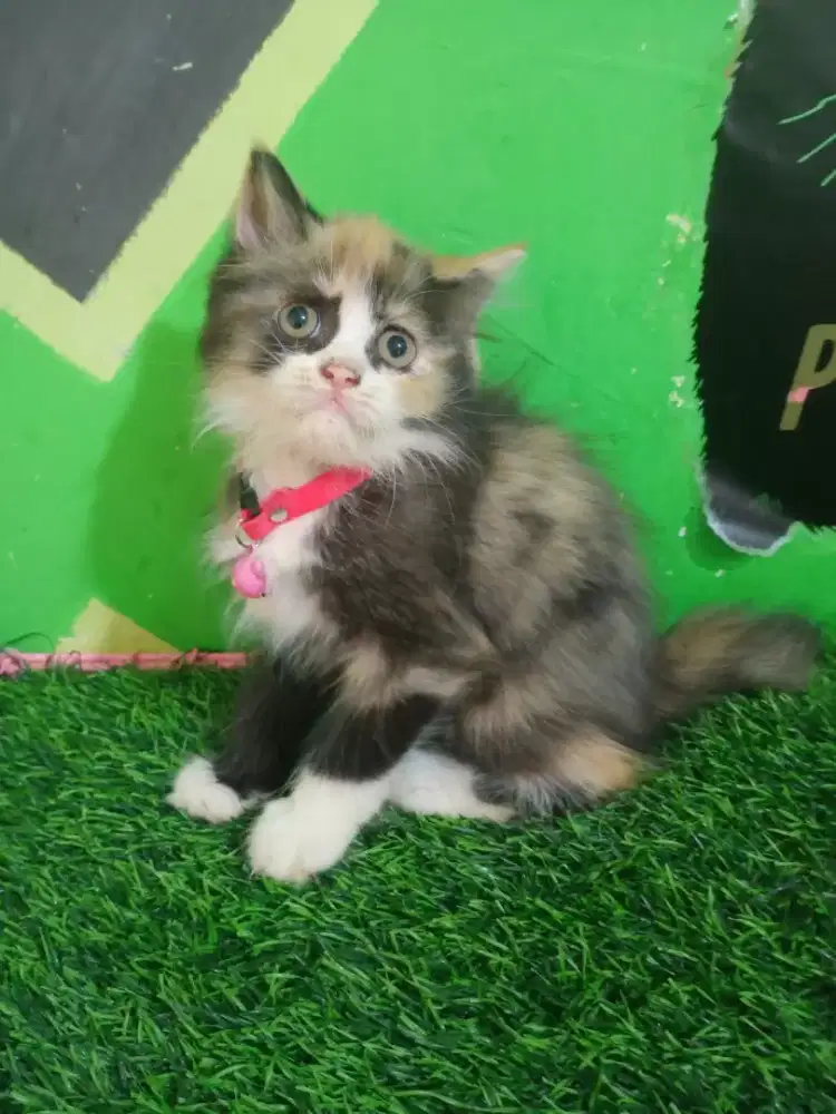 Kitten betina calico