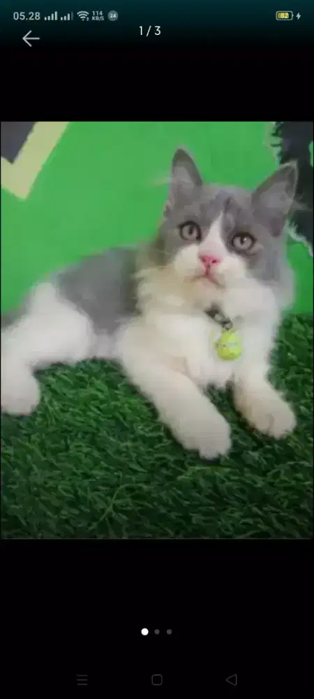 Kitten jantan abu putih