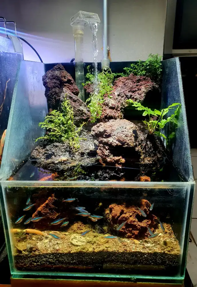 Aquarium paludarium lengkap