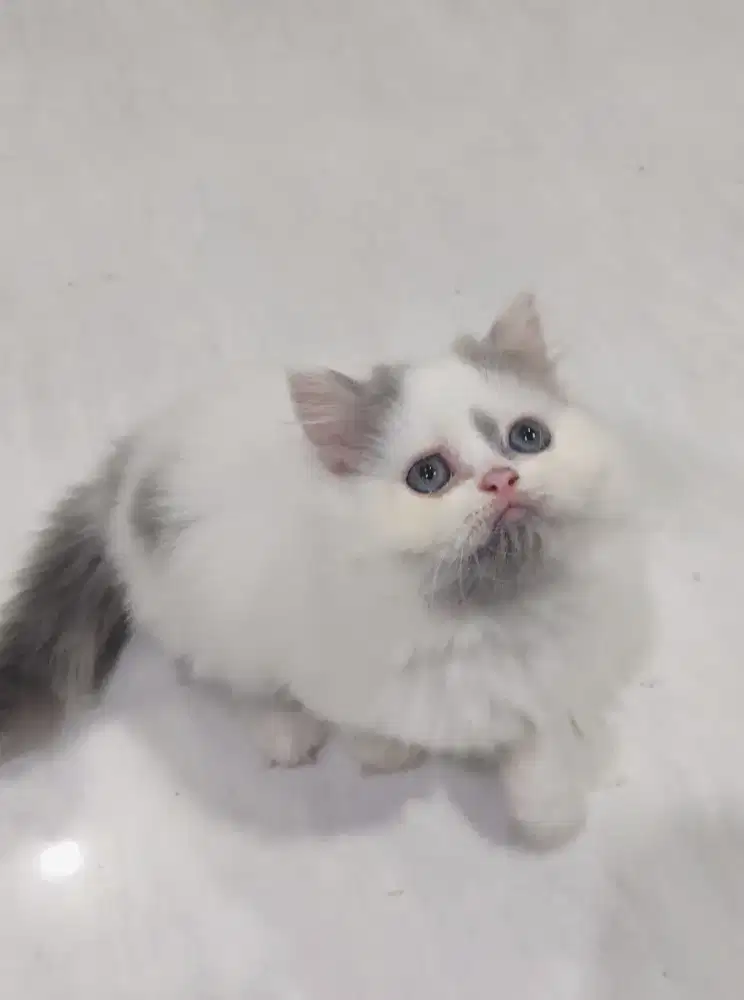 Kitten Betina Abu Putih