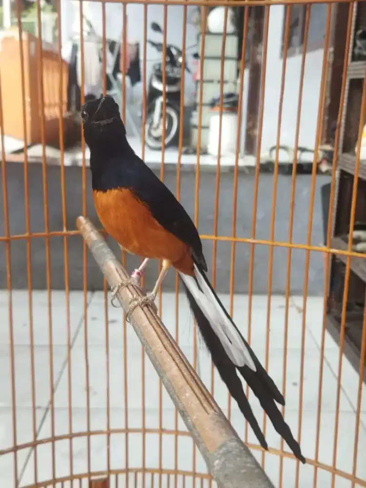 Murai exprestasi PE -+ 22