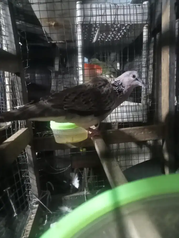 Tekukur kuk2 paten rojowono sisik kanan kiri mbelah full