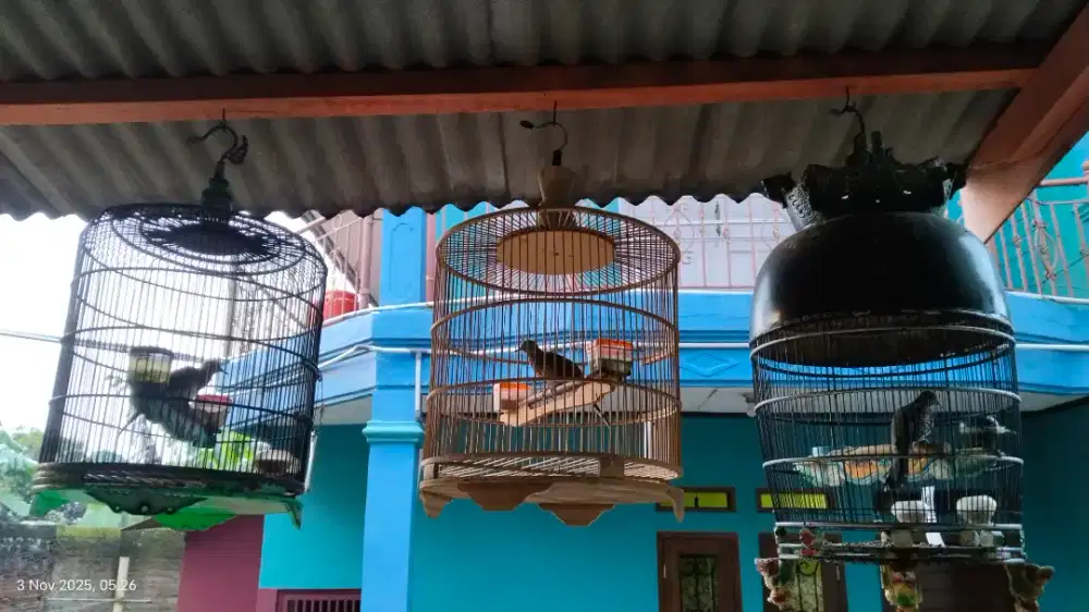 Burung perkutut bangkok