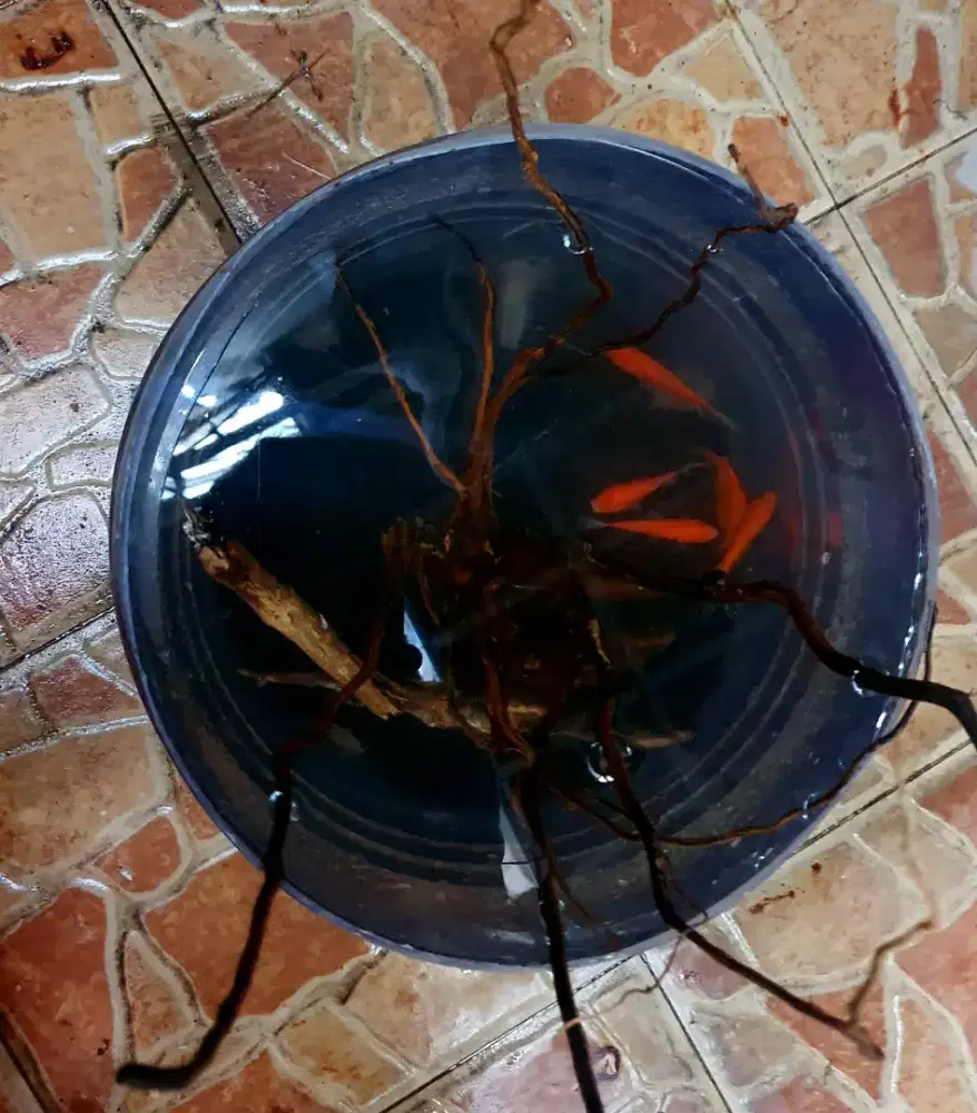 Perlengkapan aquarium